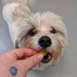 Dog Training | Audrey's Barkyard | Wake Forest, NC