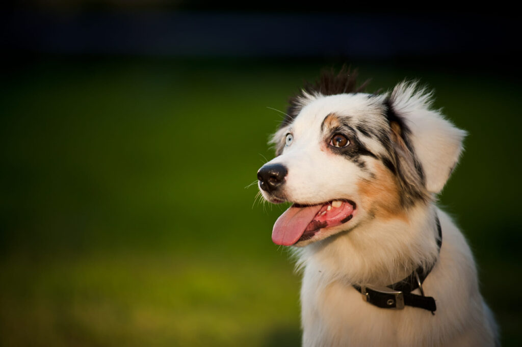 Why Audrey’s Barkyard is the Top Choice for Dog Boarding in Wake Forest