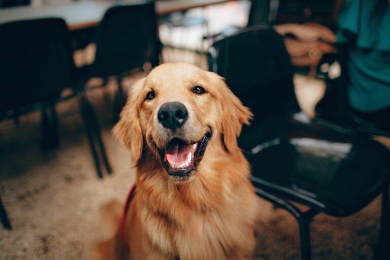 Dog Training | Audrey's Barkyard | Wake Forest, NC