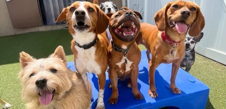 Doggy Day Care Wake Forest: How to Choose the Best