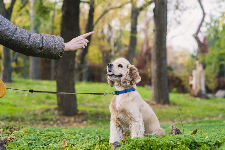 Rolesville Dog Training: Is Professional Training Worth It?