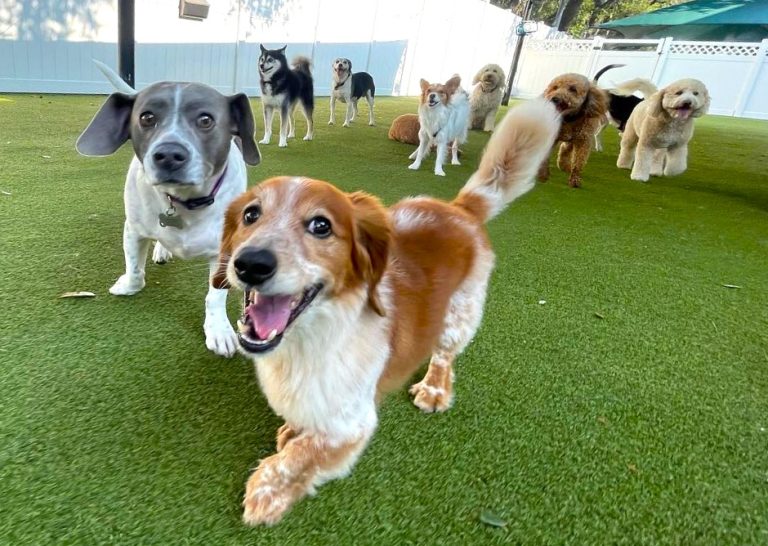 Top Tips for Rolesville Doggy Day Care