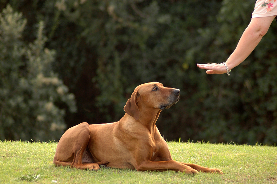 Fix Behavior Fast: Rolesville Dog Training Tips
