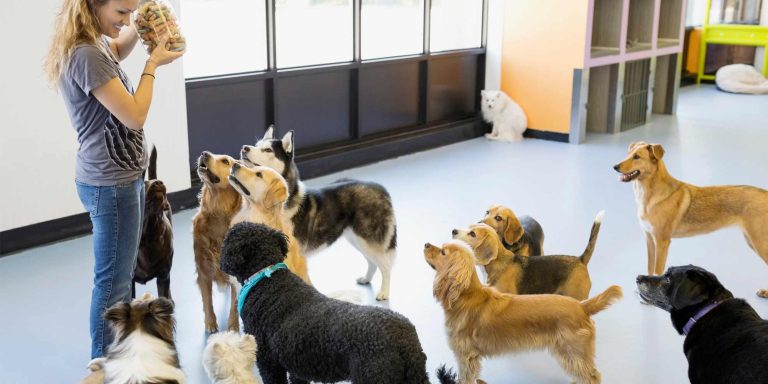 Wake Forest Dog Boarding: A Day Your Pup Will Love