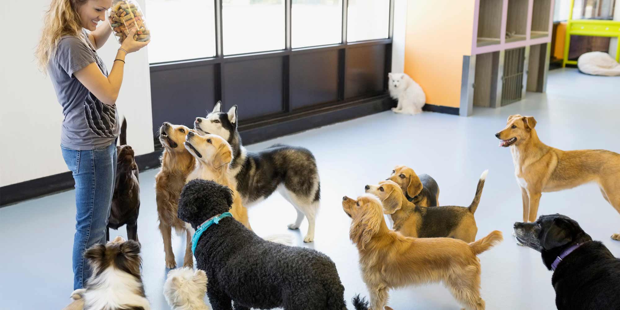 Wake Forest Dog Boarding: A Day Your Pup Will Love
