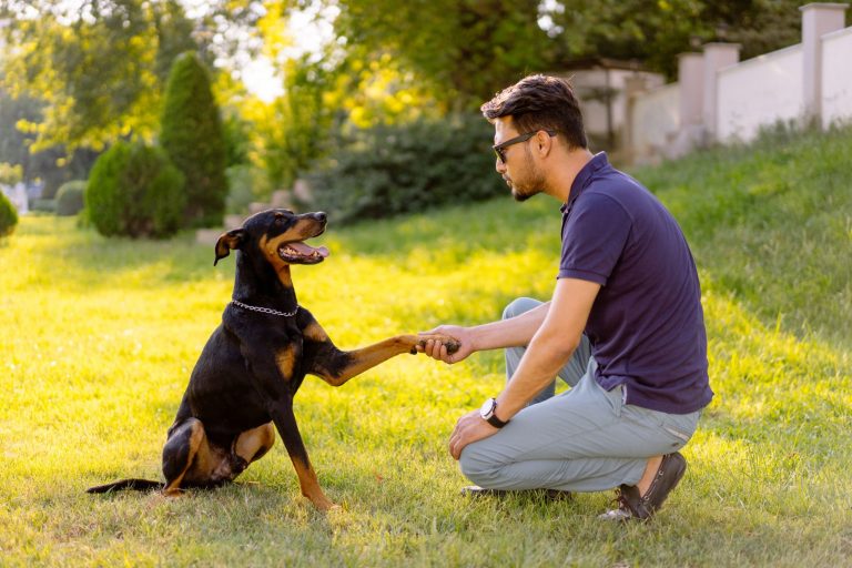 Wake Forest Dog Training: Myths vs. Facts